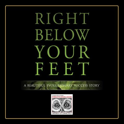 Graphic for opening of Right Below Your Feet