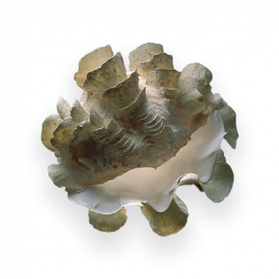 Tridacna squamosa, a fluted giant clam