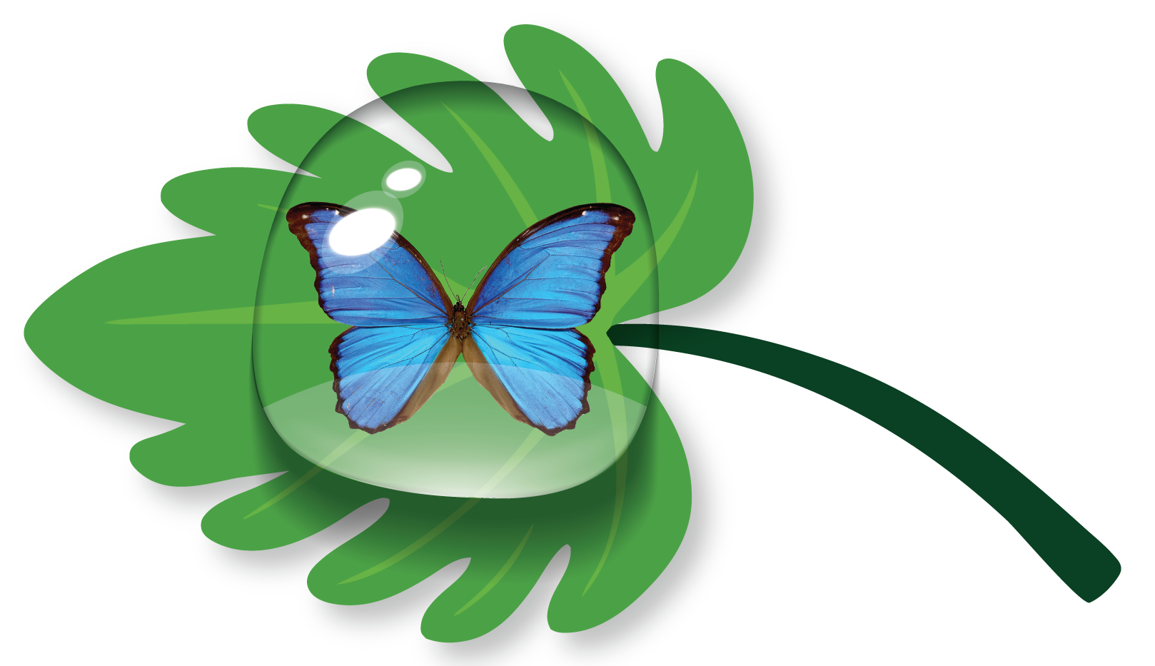 a skull in a bubble of water on a leaf